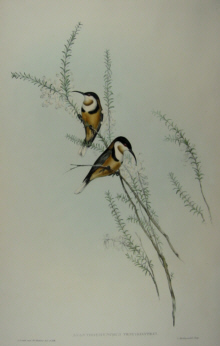 John Gould, Birds of Australia